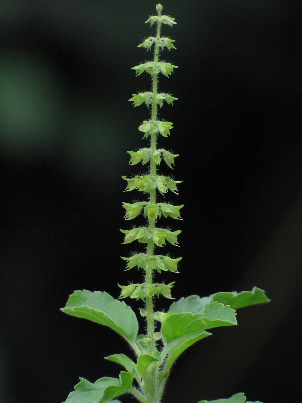 A sprig of tulsi, holy basil, against a dark background