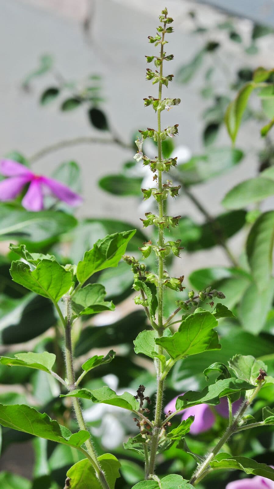Fresh tulsi plant in morning light