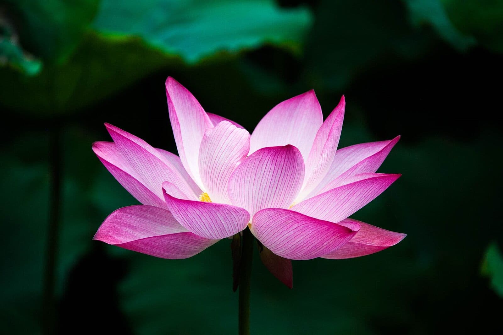 A pink lotus in full bloom against dark leaves