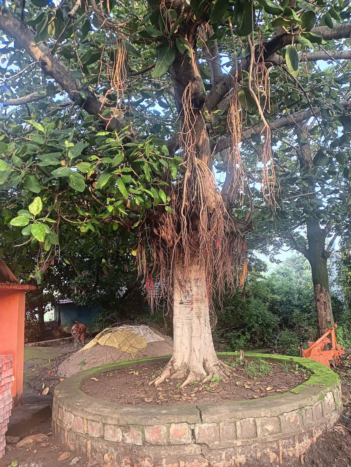 An old banyan tree with a shrine at its base
