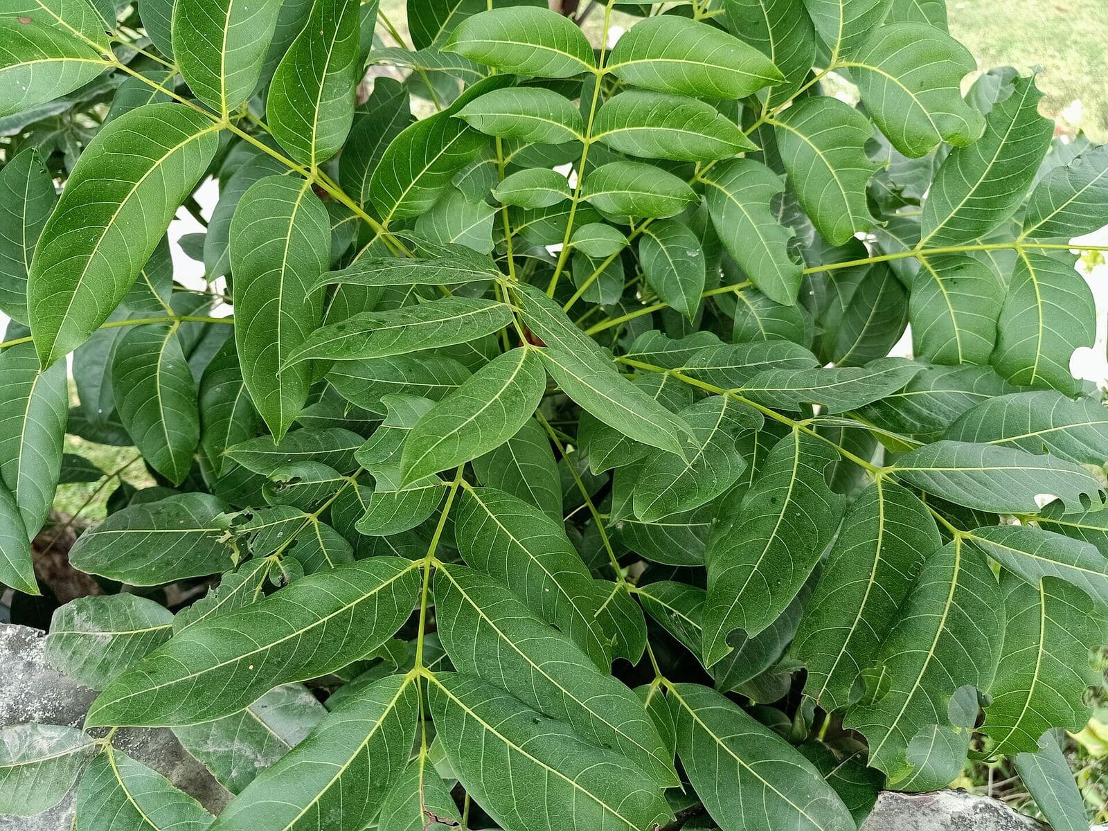 Neem leaves, a staple of the Ayurvedic pharmacopoeia